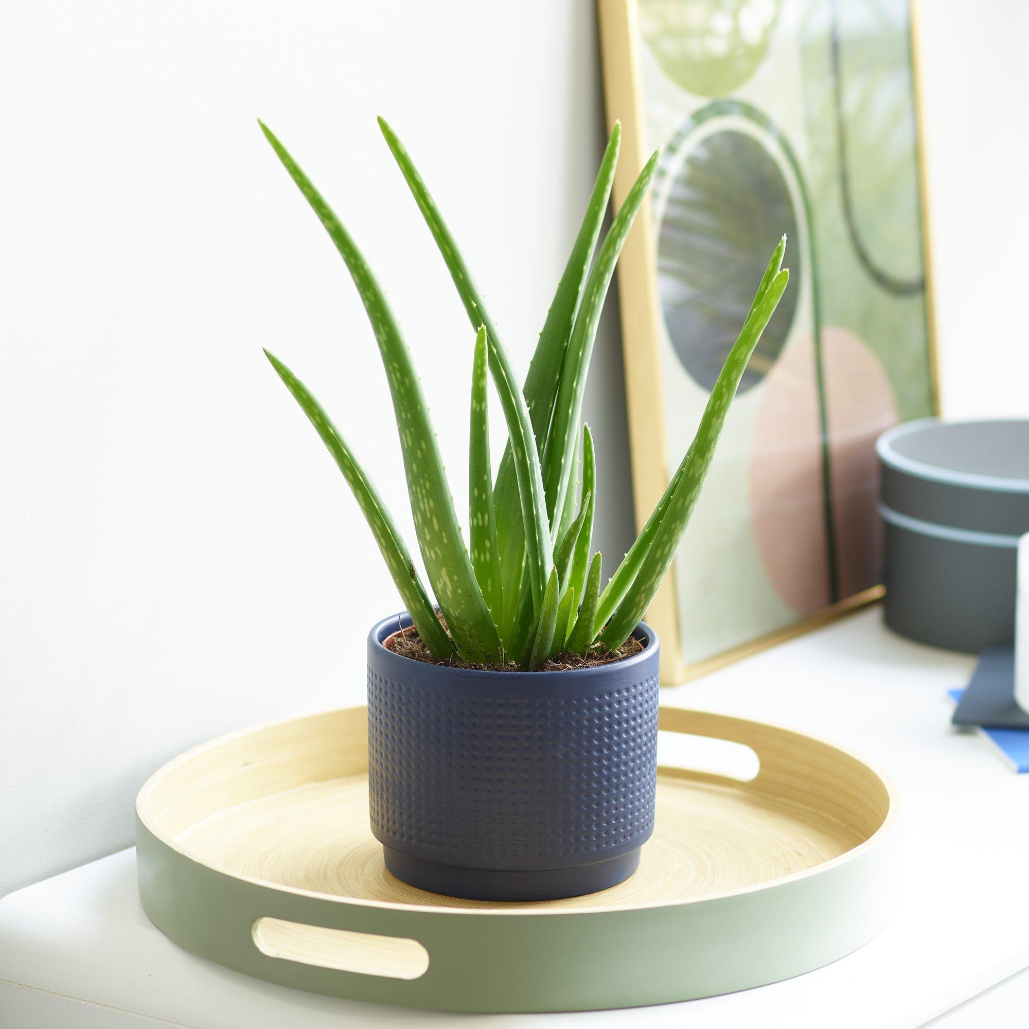 aloe-pot-1