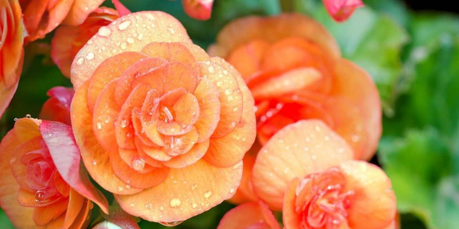Begonia2