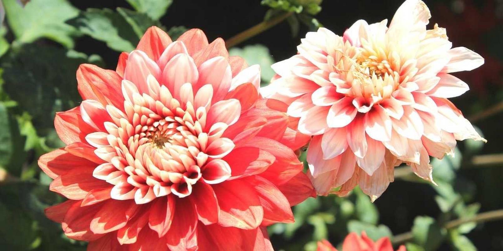 dahlias2