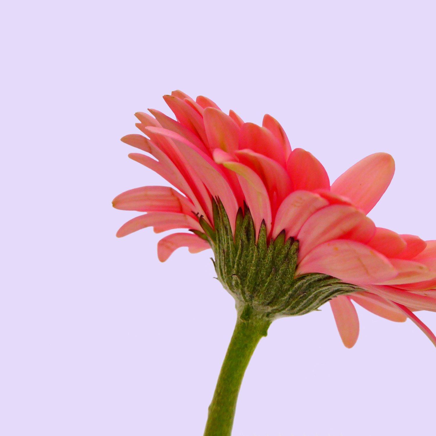 germini-pink-flower