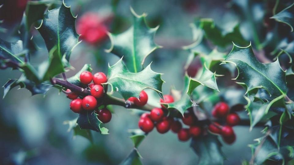 Holly