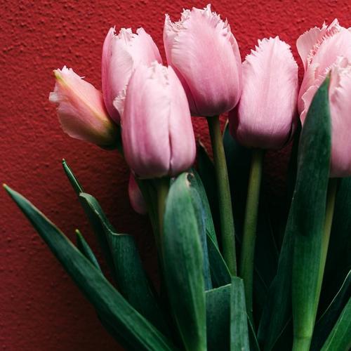 parrot-tulip