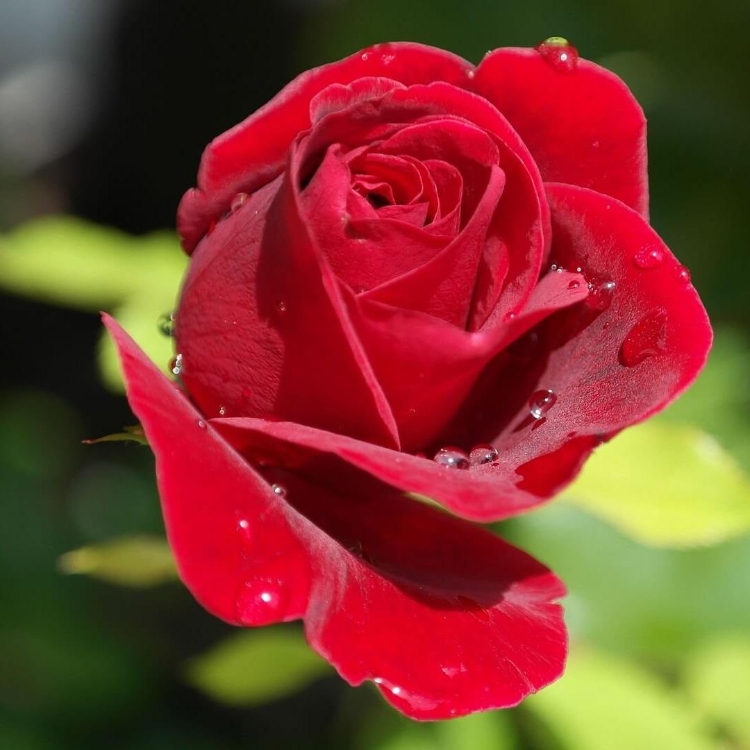 RedRosesFF