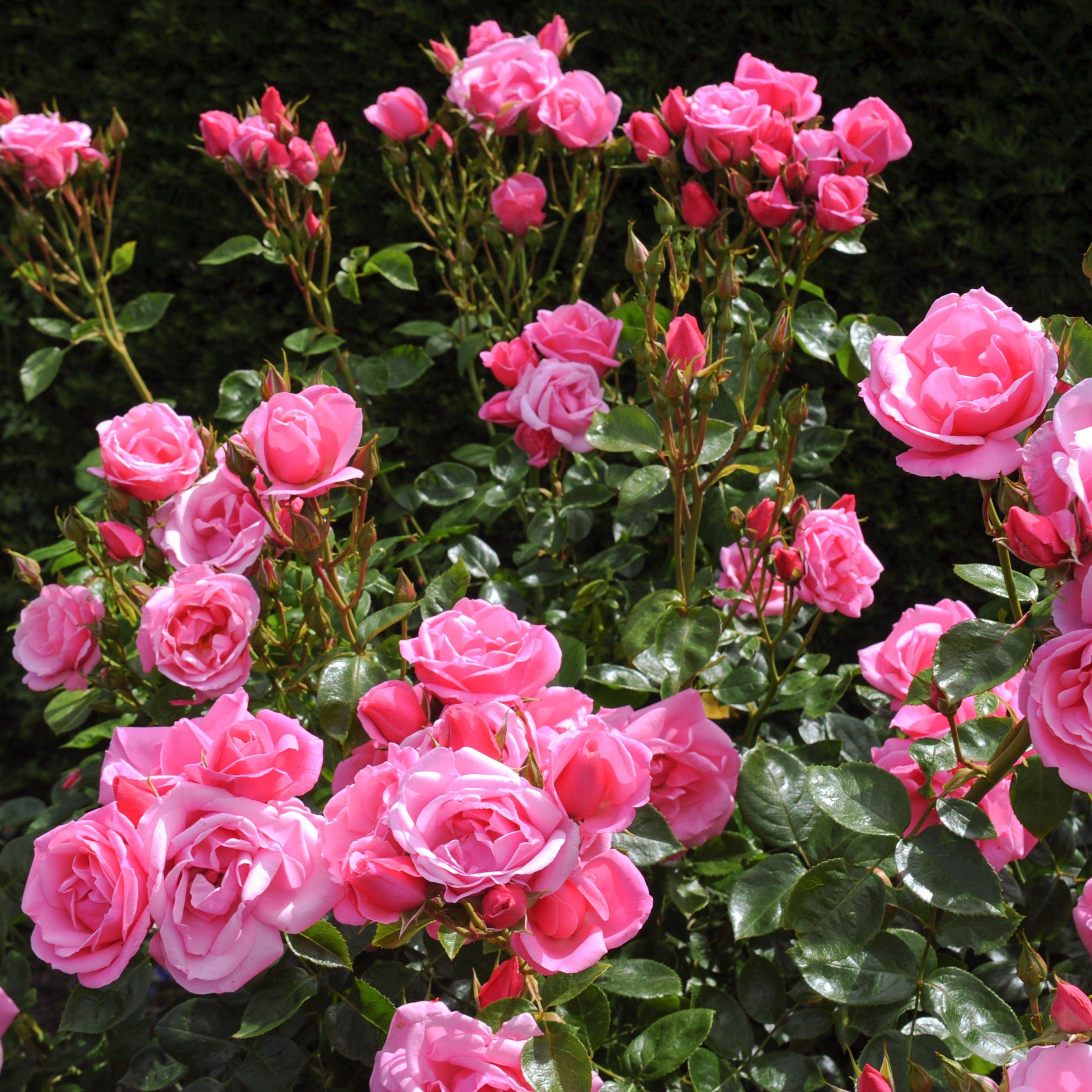 Roses